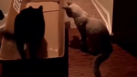 There's always a dumb cat