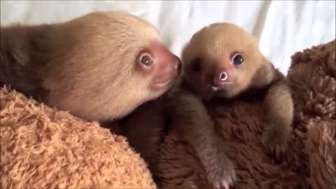 Baby Sloths Being Sloths - FUNNIEST