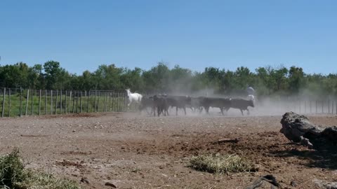 Livestock grazing, herd of horses and bulls eating inside fence in farm in Camargue, southern France