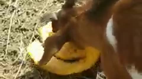 Goats Love pumpkin