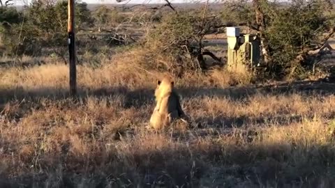 King lion kills hyena during fight