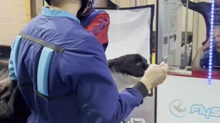 Doggy Trains for Indoor Skydiving