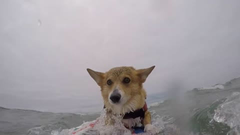 Up-close footage of surfing Corgi!