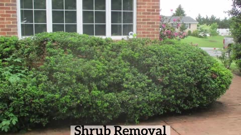 Shrub Removal Boonsboro Maryland Landscape Contractor