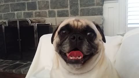 Pug Blowing Kisses