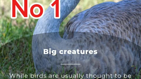 Nine largest bird in the world