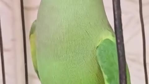 Ringneck Parrot Talking 🦜