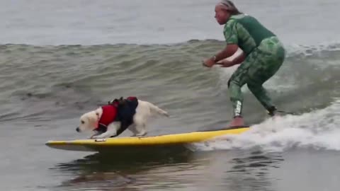 Funny Surfing Dogs #shorts Dog Surfing #shorts