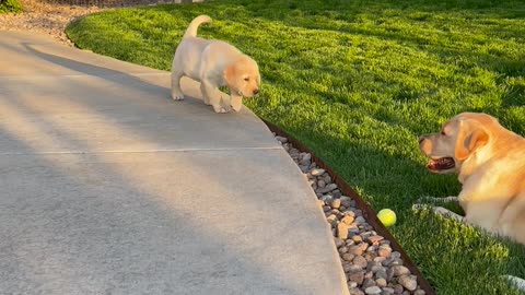 Adorable Puppy Sneaks Up on Adult Lab