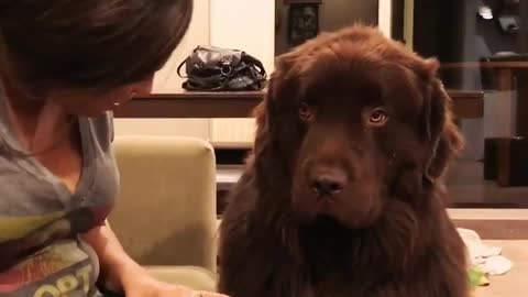 Big Dog Is Having None Of His Owner's Apologies part 2