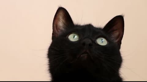 Black cat plays the game of eyes