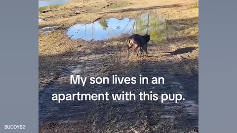 These Dogs Are Living Their Best Lives 😁 Funniest Animal Videos
