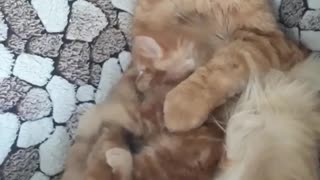 Dad Struggles to Nap with Restless Kitten