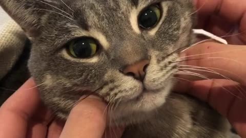 Kitty Facial Massage Is The Ultimate Relaxation