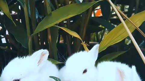 Cute bunnies rabbits