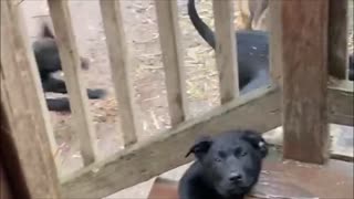 Rambunctious Belgian Malinois / lab puppies playing in their daddy's house!
