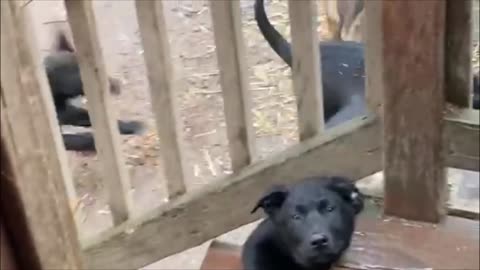 Rambunctious Belgian Malinois / lab puppies playing in their daddy's house!
