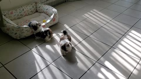 cute twins puppies playing