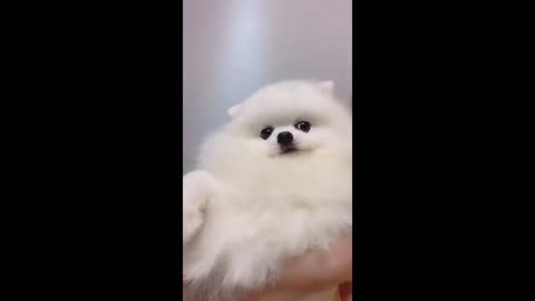 Adorable Bichon Frise Compilation 2023