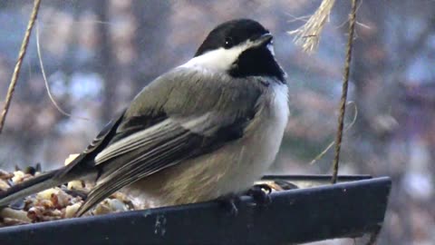 Chickadee