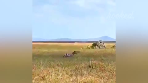 TIMES ANIMALS MESSED WITH THE WRONG OPPONENT