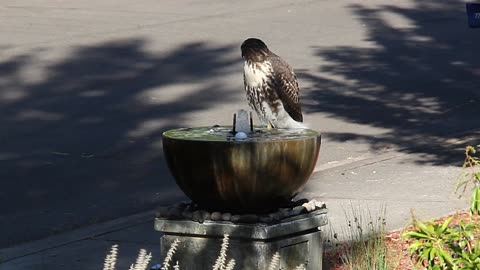Neighborhood Hawk hangs out in our fountain on a hot day
