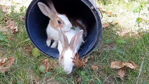 cute rabbit | cute animals video compilation | baby bunny-6