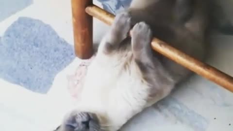 The Siamese cat is exercising