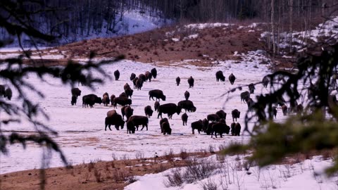 The Buffalo of the Sikanni River - Short Nature Film