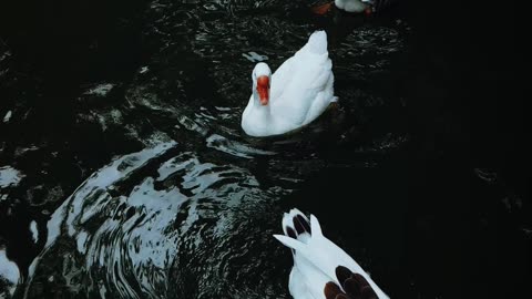Nicely ducks