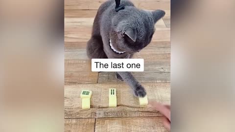 Funny cats videos 2022