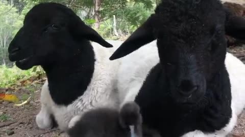 Cute Ducks / Sheep