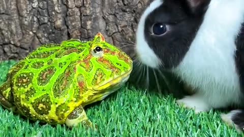 Rabbit vs Frog