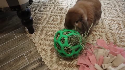 Trying New Rabbit Toys!