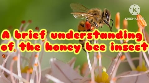 A brief understanding of the honey bee insect