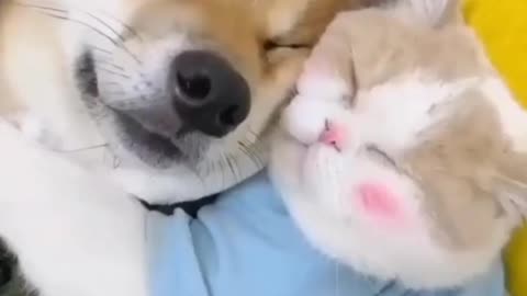 Cute Cat and Dog Love Funny Cat Video