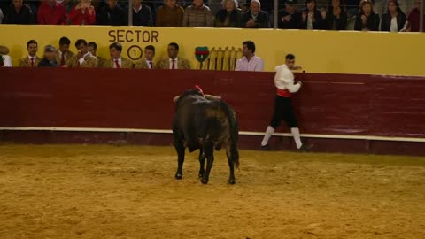 Men jumping over a charging bull-Recortadores