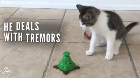Kitten With Tremors Loves To Play