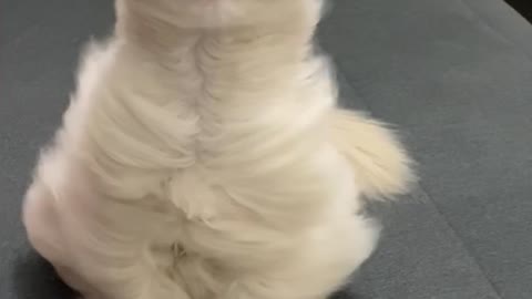 Fluffy Long-Haired Cat Hair Blows Majestically