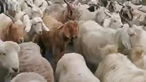 Goat farm #goatfarming #goat #farming #pet #animals #desi #shorts #ytshorts #viralshorts #explore