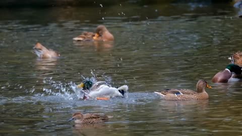 Ducks swiming in afresh water