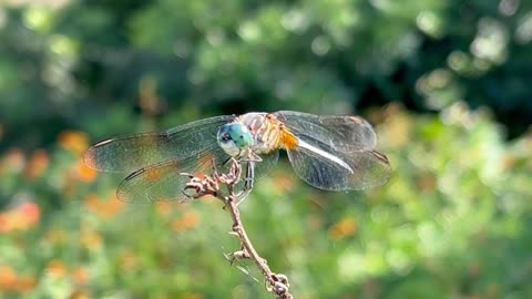 Blue dasher dragonfly here at home March 30 2024