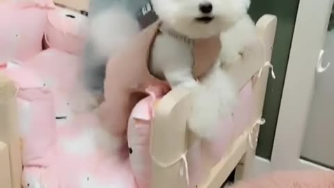 Amazing dog baby cute video