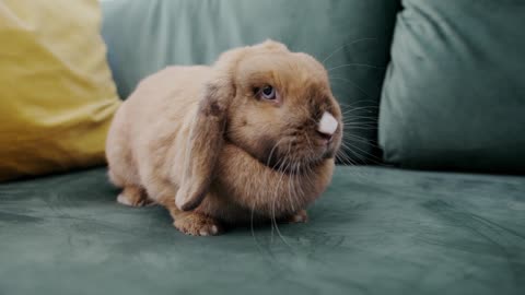 A brown rabbit on a couch