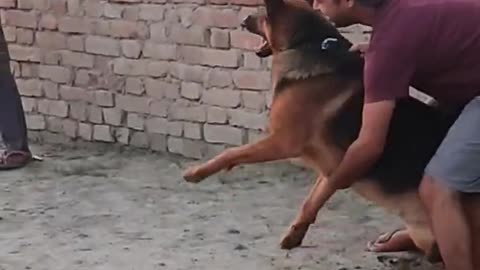 Aggressive GSD attacked this person 🤬 #shorts #germanshepherd #aggressive #attack #angry #angrydog