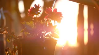 Watering a flower pot