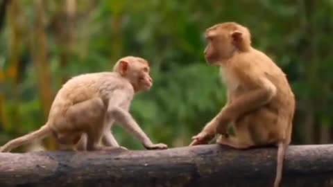 Cute and funny monkeys - Funny animals