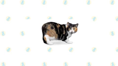 Manx Cat VS. American Bobtail Cat