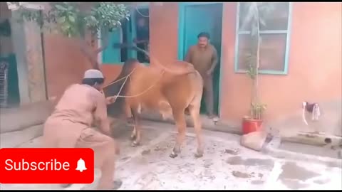 Funny OX video moments 🤣🤣