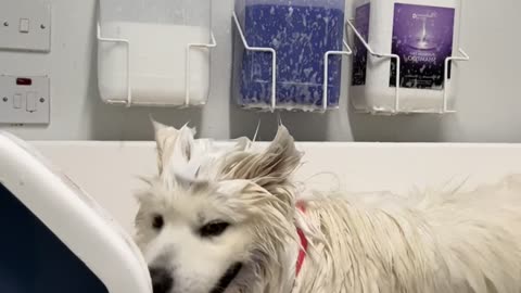 Samoyed Shakes Shampoo All Over Groomer